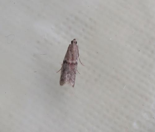 Ephestia sp.